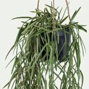 Hoya artificiel H80cm - vert-BERILLO