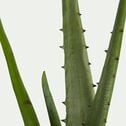 Plante artificielle aloe - vert H52cm-ALOE
