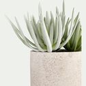 Succulente artificielle en pot - vert et blanc H20cm-SUCCULENTE