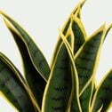 Plante artificielle sansevieria H46cm-AIGO