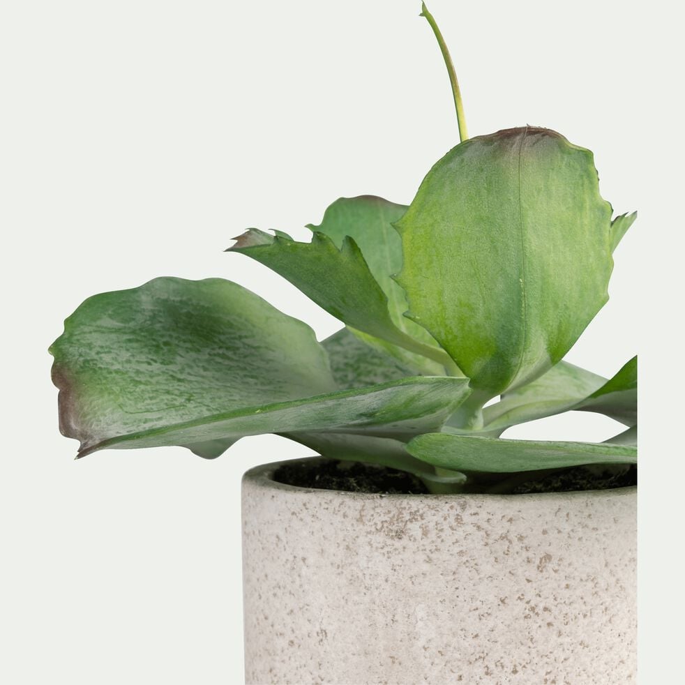 Succulente artificielle en pot - vert H17cm-SUCCULENTE
