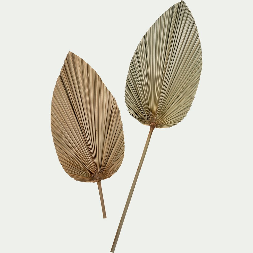 Feuille de palmier séchée décorative - naturel H65cm-PASSI