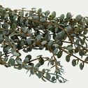 Plante retombante artificielle - vert H70cm-CEROPEGIA