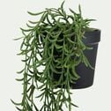 Succulente artificielle - vert  H51cm-VILUKA