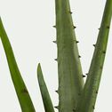 Plante artificielle aloe - vert H6cm-Aloe