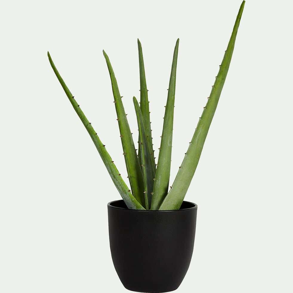 Plante artificielle aloe - vert H6cm-Aloe