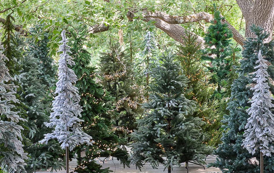 forêt de sapin de noël