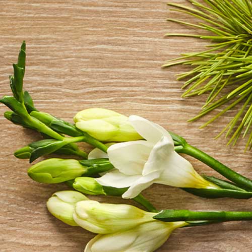 JASMIN. Gamme de senteurs made in Sud. alinea