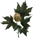 alinea x Maison Baluchon